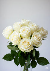 Rosas Blancas