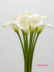 Callas Blancas
