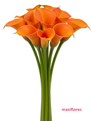Callas Naranja