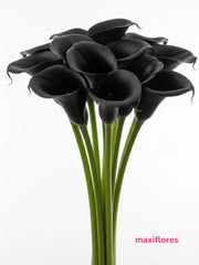 Callas Negras