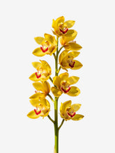 Cymbidium Amarilla