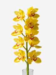 Cymbidium Amarilla