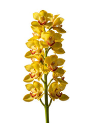Cymbidium Amarilla