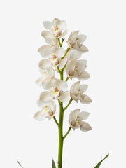 Cymbidium Blancas