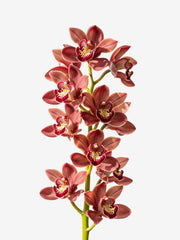 Cymbidium Rojo