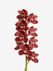 Cymbidium Rojo