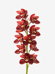 Cymbidium Rojo