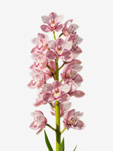 Cymbidium Rosa