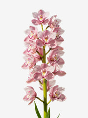 Cymbidium Rosa
