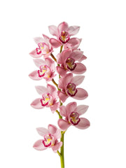 Cymbidium Rosa