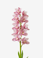 Cymbidium Rosa
