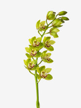 Cymbidium Verde