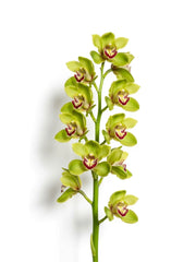 Cymbidium Verde