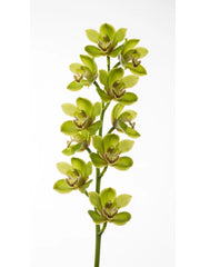 Cymbidium Verde