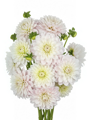 Dahlias Blancas con Rosa