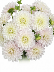 Dahlias Blancas con Rosa