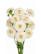 Dahlias Crema
