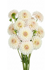 Dahlias Crema