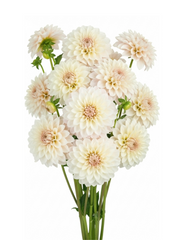 Dahlias Crema