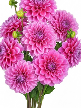 Dahlias Fuchsia