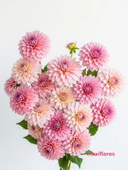 Dahlias Rosa