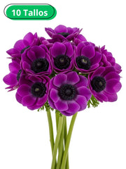 Anémona Morado Uva