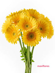 Gerberas Amarillas