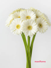 Gerberas Blancas