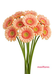 Gerberas Durazno