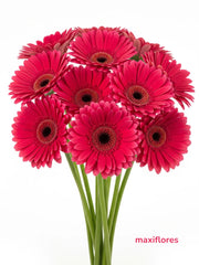 Gerberas Fuchsia