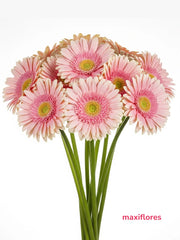 Gerberas Marques