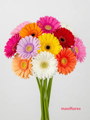 Gerberas Mixtas