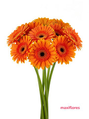 Gerberas Naranja