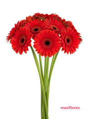 Gerberas Rojas