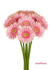 Gerbera Rosa Pastel