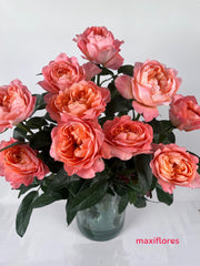 Royalty Durazno - Inglesas