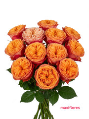 Mandarin X-Pression - Inglesas