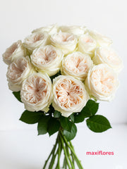 White X-Pression - Inglesas