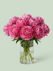 Peonias rosa fucsia