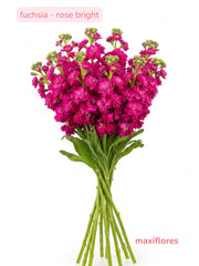 Fuchsia . Rose Bright