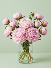 Peonias Rosa salmón