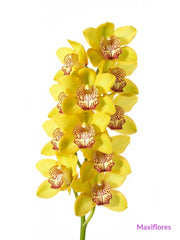 Orquídea Cymbidium Amarilla