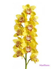 Orquídea Cymbidium Amarilla