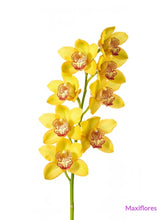 Orquídea Cymbidium Amarilla