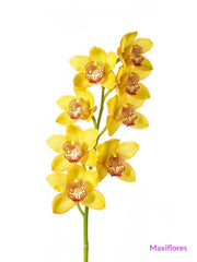 Orquídea Cymbidium Amarilla