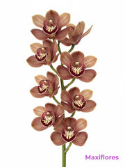 Orquídea Cymbidium Cafe