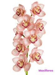 Orquídea Cymbidium Durazno