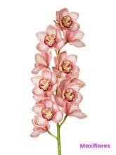 Orquídea Cymbidium Durazno