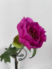 Peonías Fucsia Nacional