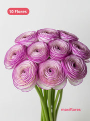 Ranúnculo Blanco con Morado